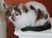 3 female cats for sale