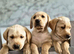 KC Registered yellow boys, Ready now