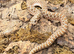 Western Hognose 66 het sable caramel lavender