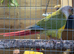 Conures for sale (selling as a pair)