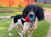 Springer spaniel dog 8 months old