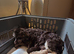 Cockapoo puppies