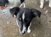 Jack Russel girl ivy