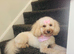 COCKAPOO PUPPIES SOON