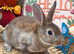 Castor Buck Mini Rex to RESERVE