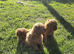 Asian red toy.poochon