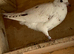2 Grizzle racing pigeons &pound;30 for the 2 RPRA rings