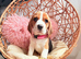 BEAUTIFUL BEAGLE PUPPIES