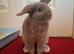 8 Week Old Male Rabbit