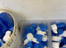 Canary items for sale
