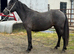2 year old connie x filly