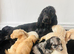 F1 cockapoo puppies
