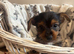 5 Yorkshire terrier puppies for sale*one boy left*