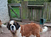 Show Quality Saint Bernard's
