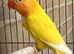 YELLOW FISHER DECINO/ LUTINO BLACK EYE