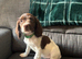 Springer spaniel puppies ready to go