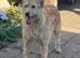 Deerhound cross