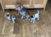 Farm bred Jack Russell&rsquo;s