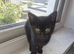 5 Stunning Kittens for sale!!!