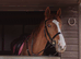 Chestnut mare for part loan