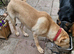 German shep mix for sale