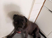 Rehome for 8 month old cane corso