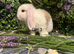 Mini lops ready to go