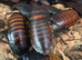 Madagascar hissing cockroaches