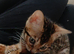 Family TICA Bengal Kittens
