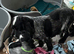 Stunning blue roan show type cocker spaniel puppies