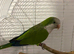 Semi Tame Quaker and Cage