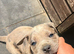 Cane Corso X Mastiff Puppies