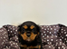 Cavalier King Charles Spaniel Puppies