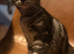 British Shorthair silver tabby crosses