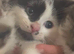 kitten ready for new homes