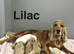 Lilac beautiful champagne girls left in the litter