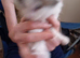 Girl kitten