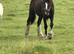 Cob colt