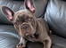 Blue Frenchie female
