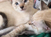 Beautiful bengal female kitten ready now