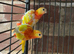 Baby red rumped parrot for sale