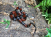 Sinaloan Milk Snake at Birmingham Reptiles