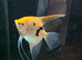 Breeding angle fish