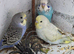 Young budgies for sale