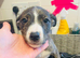 5 Pups Left £470
