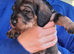Wirehaired Dachshound/Teckel