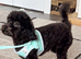 11 months old toy poodle
