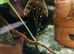 L155 Adonis plec catfish
