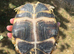 2 Horsfield Tortoises