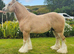 Beautiful 4 yr old palomino 14.2 cob stallion